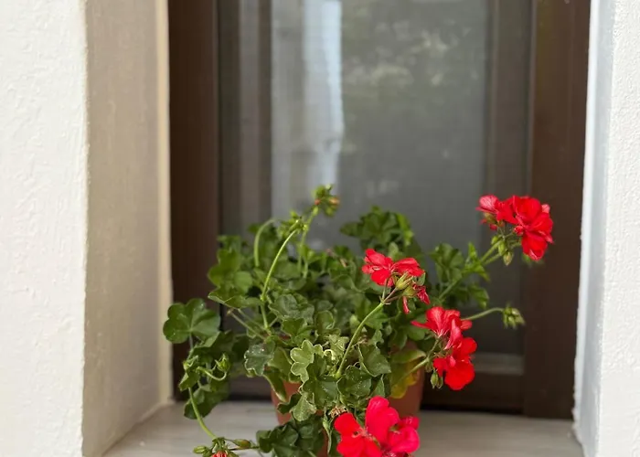 公寓 Fani's No 14 特里卡拉